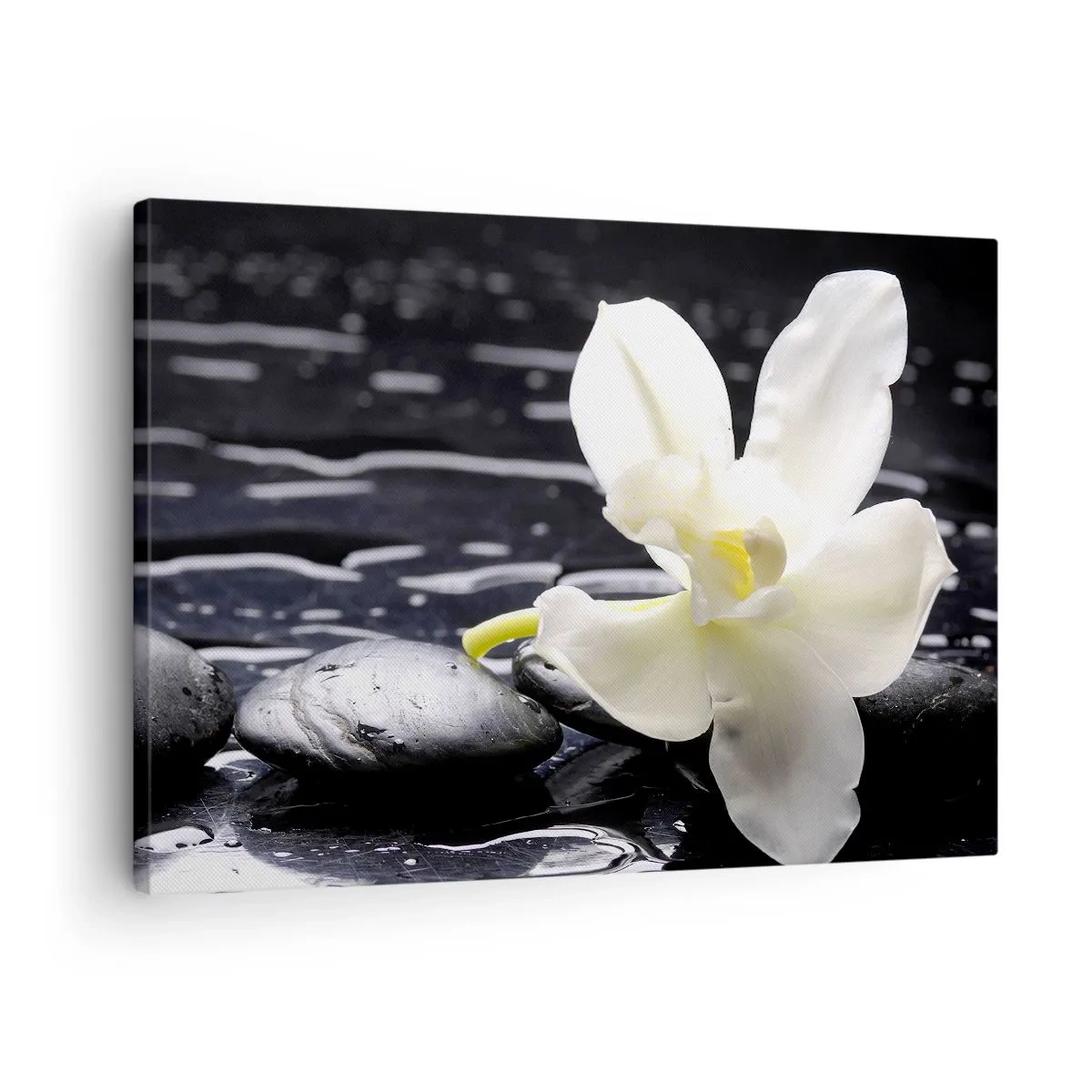 Cuadro sobre lienzo - Impresión de Imagen - Una orquídea blanca sobre un fondo de piedras negras y agua. - 70x50cm - Un estudio en blanco y negro - Decoración de pared moderna para salón y dormitorio ARTTOR