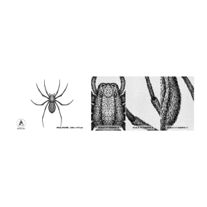 Muestra de fotomural Premium Canvas - Precisión inquietante - Araña, Insecto, minimalista - 100x30 cm