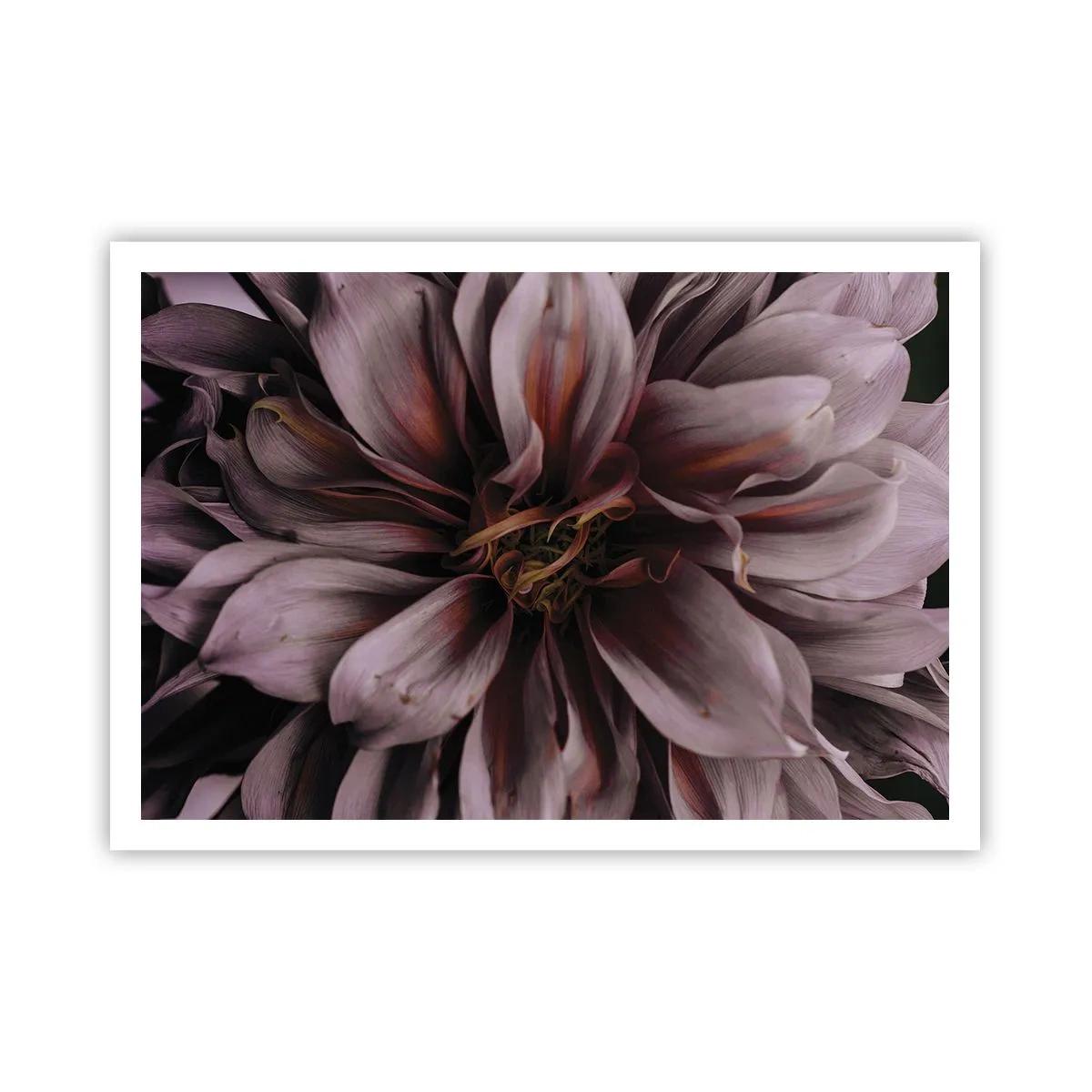 Póster - Detalle de primer plano de una flor grande en colores sutiles. - 100x70cm - Corazón floral - Decoración de pared moderna para salón y dormitorio ARTTOR