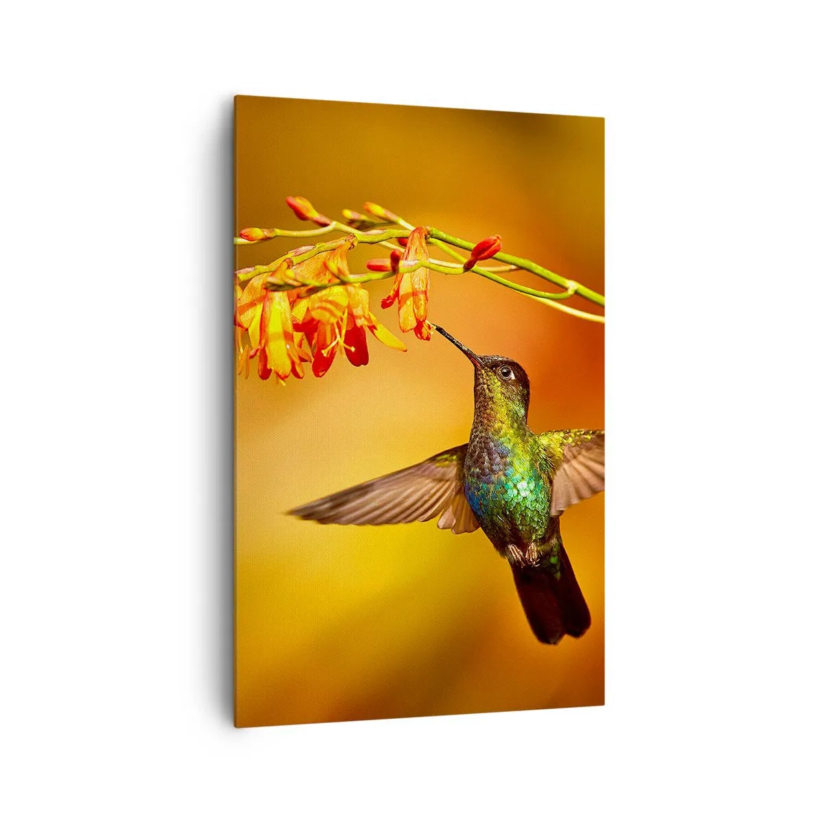 Cuadro sobre lienzo - Impresión de Imagen - Colibrí junto a una flor bajo la cálida luz - 80x120cm - Mensajero de la luz - Decoración de pared moderna para salón y dormitorio ARTTOR