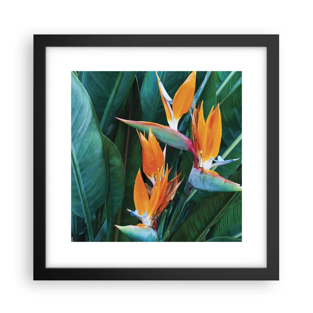 Póster en marco negro - ¿Es una flor o es un pájaro? - 30x30 cm