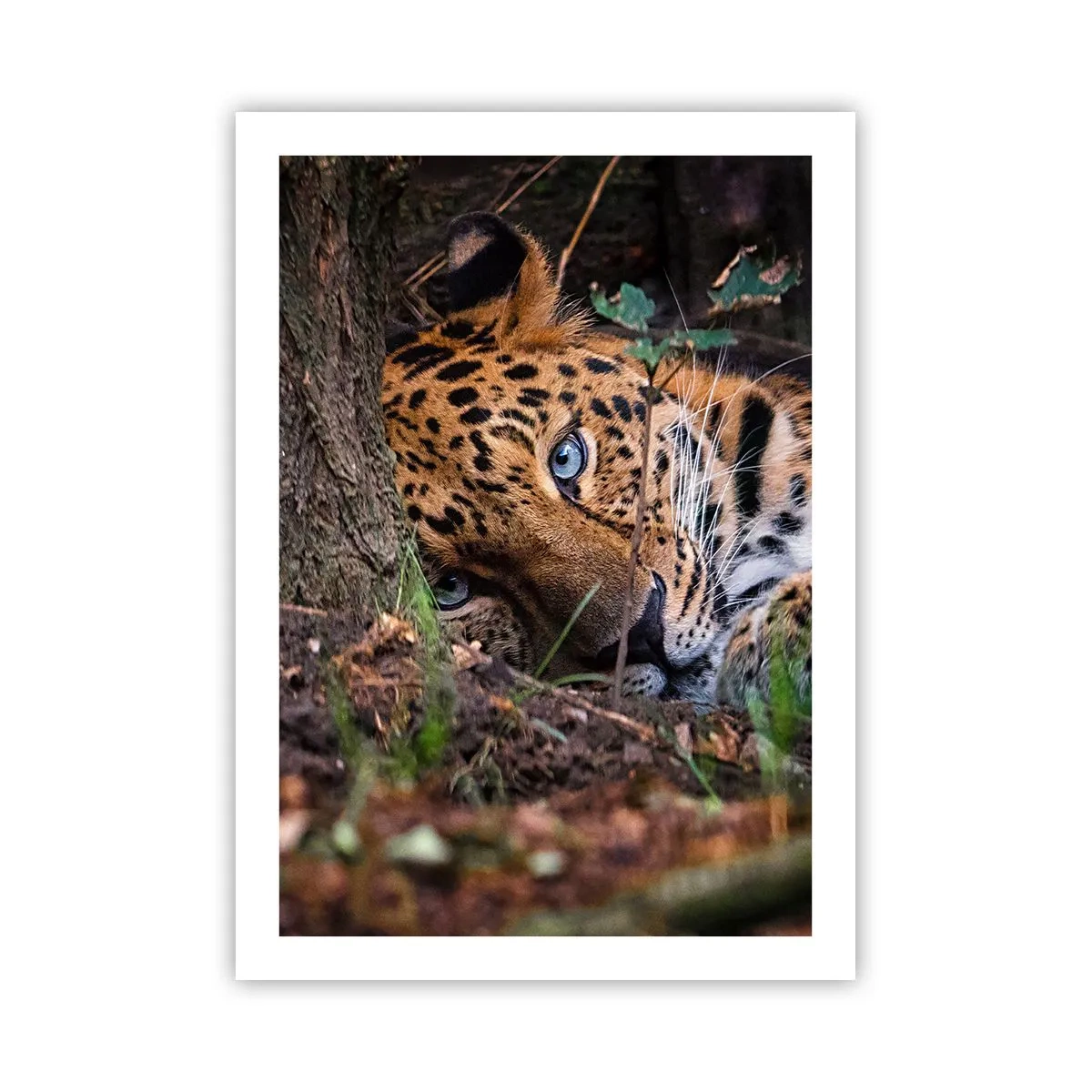 Póster - Un leopardo reclinado con intensos ojos azules. - 50x70cm - Confía en mí - Decoración de pared moderna para salón y dormitorio ARTTOR
