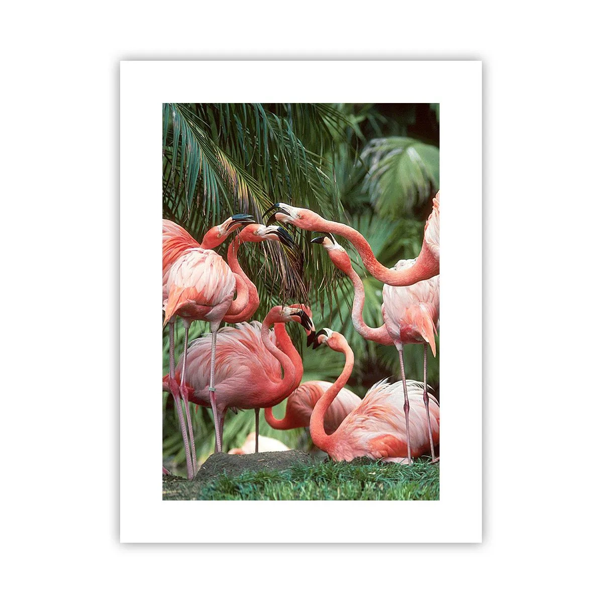 Póster - Cotilleos de la tarde - 30x40 cm