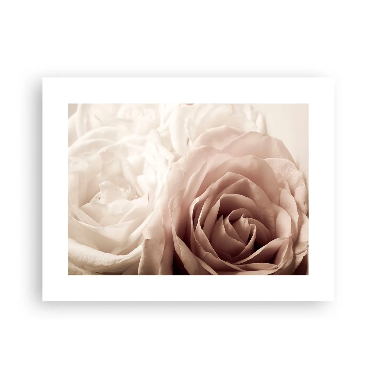 Póster - En el corazón de una rosa - 40x30 cm