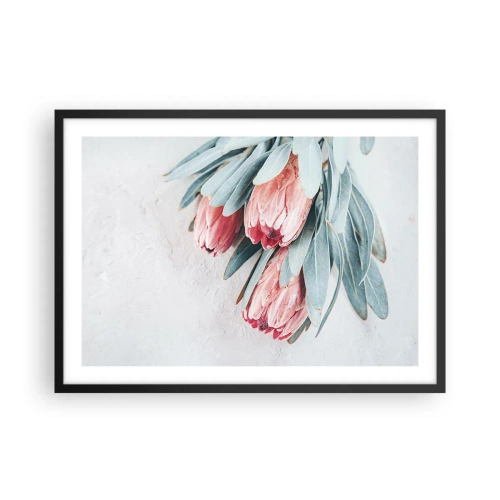 Póster en marco negro - Sutiles flores de protea rosa sobre un fondo claro. - 70x50cm - Avergonzada de su propia belleza - Decoración de pared moderna para salón y dormitorio ARTTOR