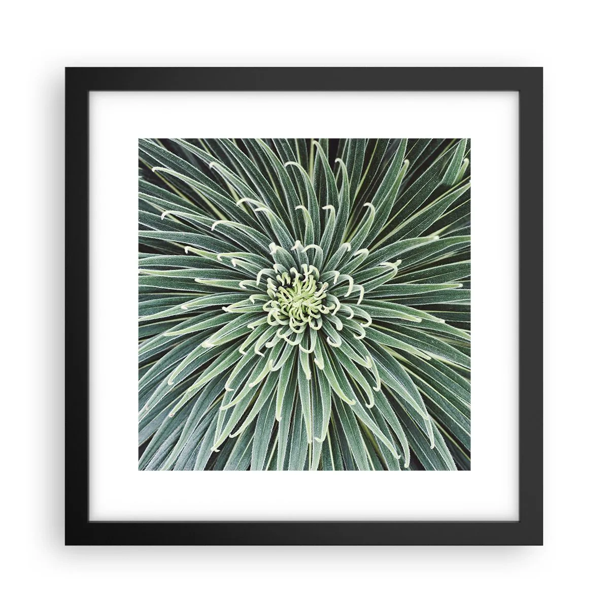Póster en marco negro - El nacimiento de una estrella - 30x30 cm