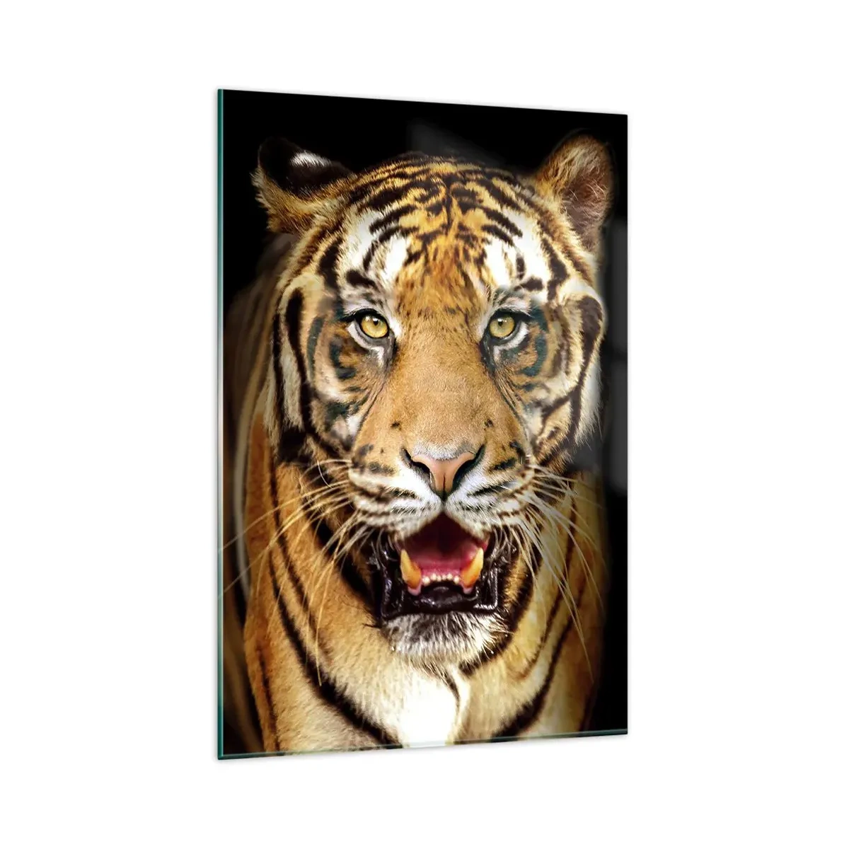 Cuadro sobre vidrio - Impresiones sobre Vidrio - Un tigre con la boca abierta sobre un fondo negro. - 80x120cm - Salvaje de corazón - Decoración de pared moderna para salón y dormitorio ARTTOR