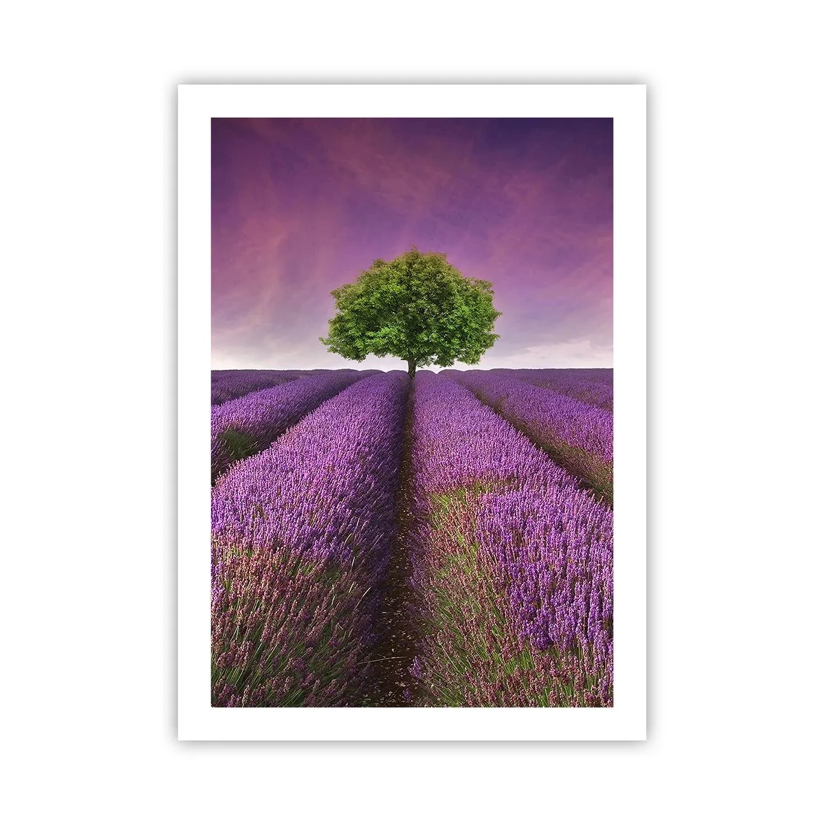 Póster - Un campo de lavanda con un árbol solitario contra un cielo púrpura. - 50x70cm - En los campos de lavanda - Decoración de pared moderna para salón y dormitorio ARTTOR