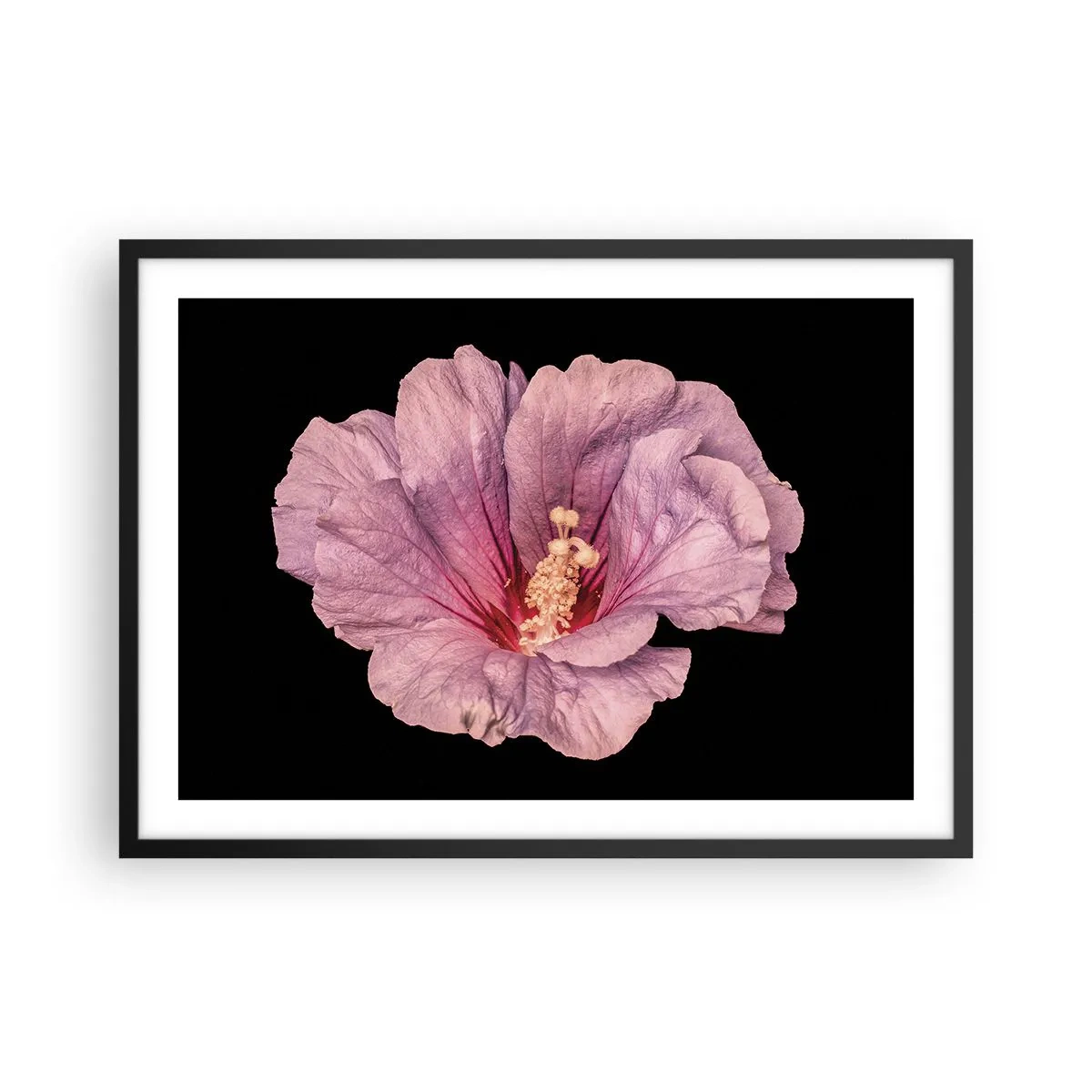 Póster en marco negro - Flor rosa sobre fondo negro - 70x50cm - Directo al corazón - Decoración de pared moderna para salón y dormitorio ARTTOR