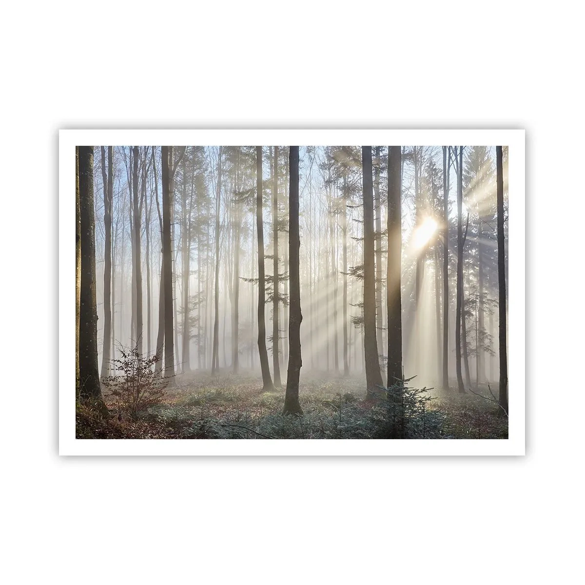 Póster - Un bosque en medio de una ligera niebla con rayos de sol brillando a través de los árboles. - 100x70cm - La niebla también está despierta - Decoración de pared moderna para salón y dormitorio ARTTOR