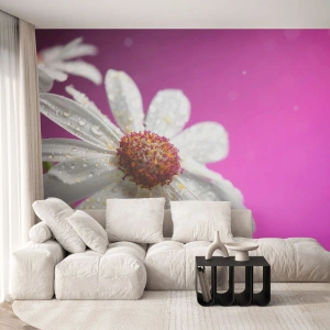 Fotomural Premium Sand - Margarita blanca con gotas de rocío sobre un fondo morado - 100x70cm - Modesto en su belleza - Decoración de pared moderna para salón y dormitorio ARTTOR