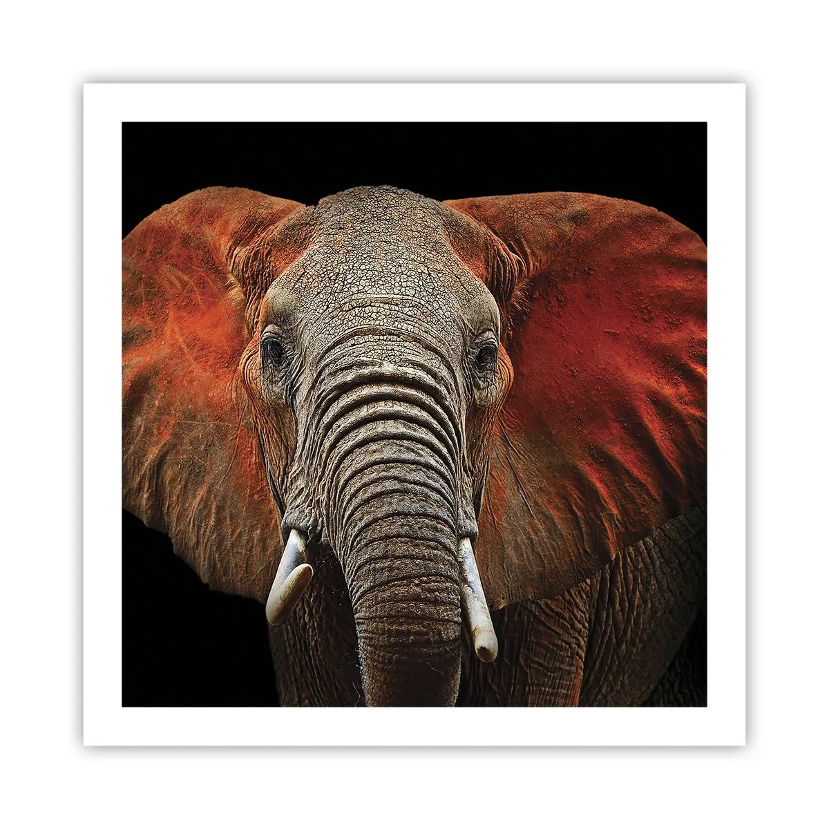 Póster - Soy salvaje, ¿y tú? - 60x60 cm