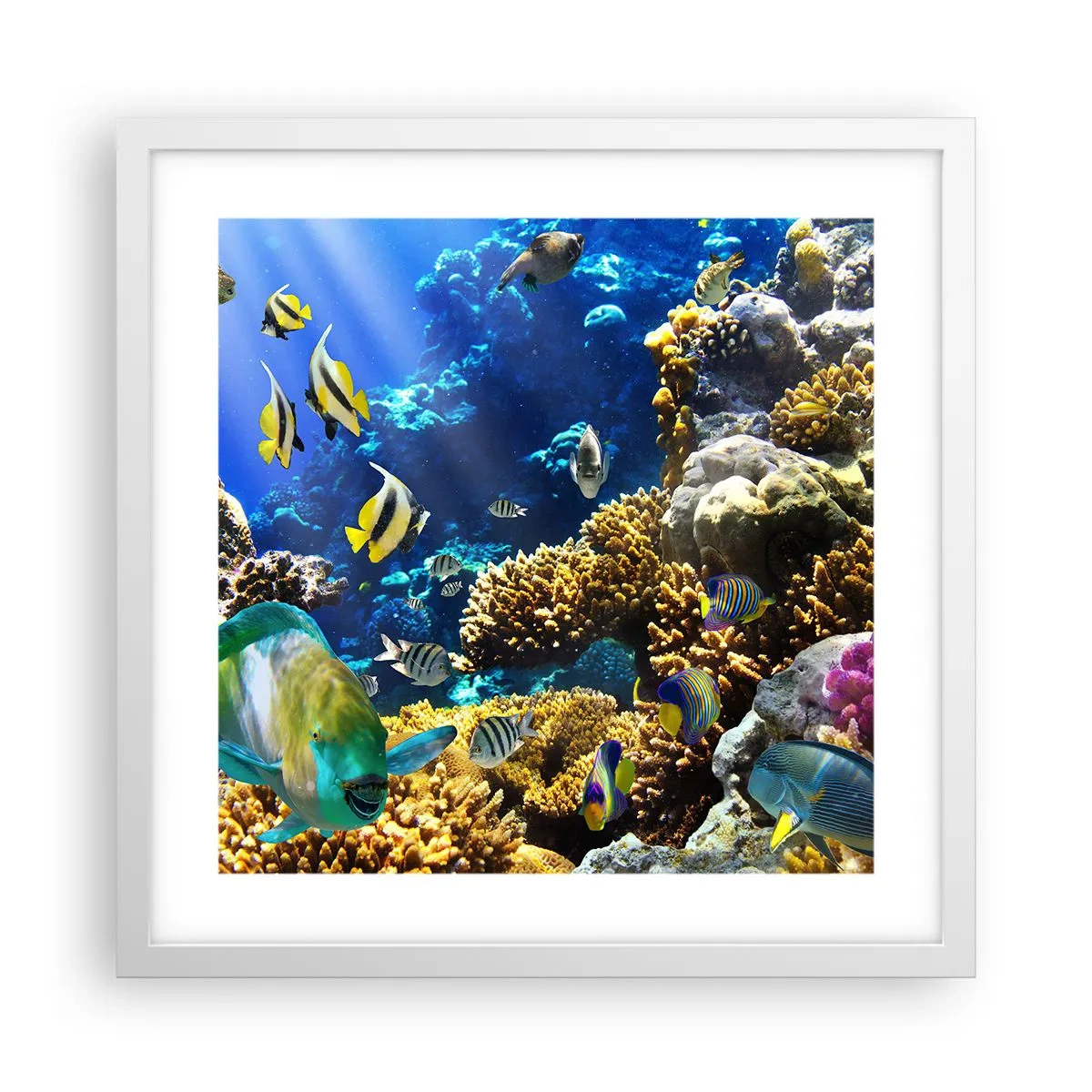 Póster en marco blanco - Vacaciones submarinas - 40x40 cm