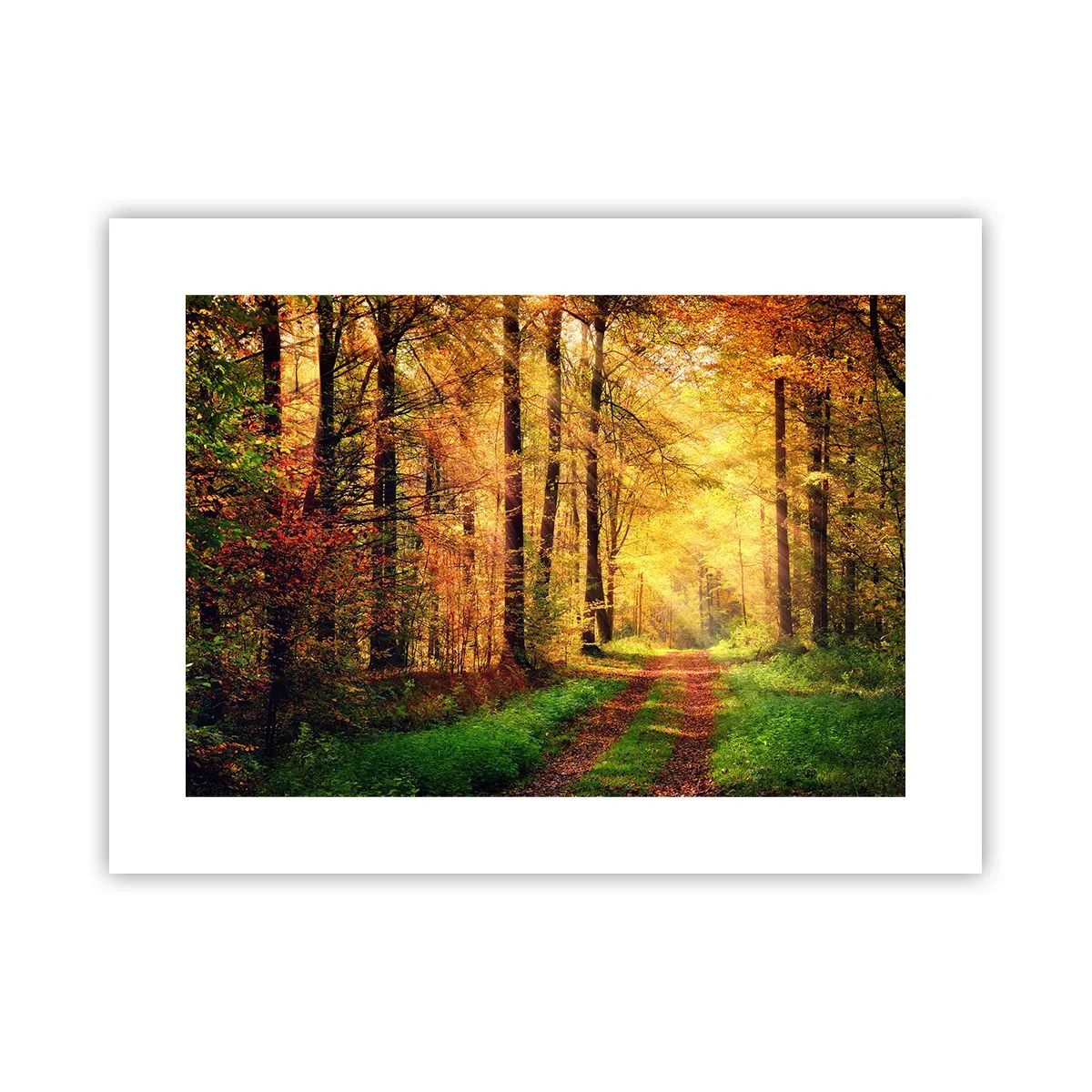 Póster - Silencio dorado del bosque - 40x30 cm