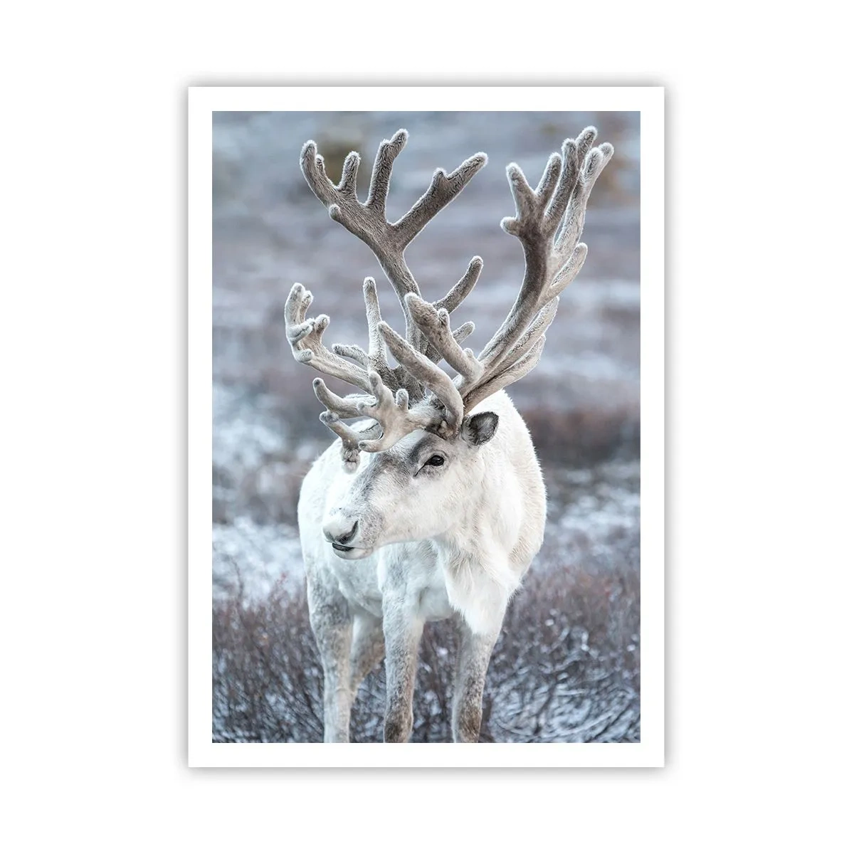 Póster - Retrato al sol - 70x100 cm