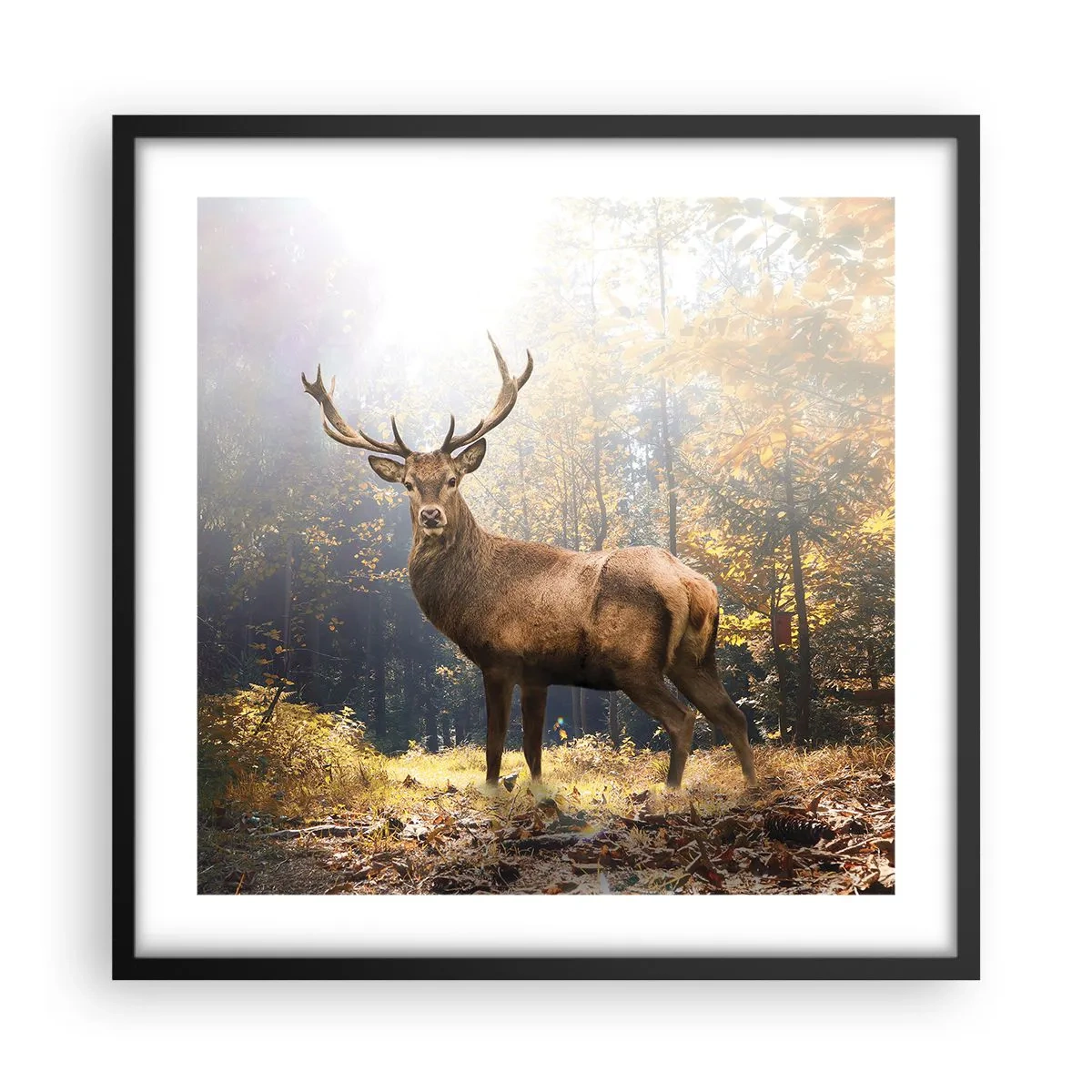 Póster en marco negro - Con toda la majestuosidad - 50x50 cm
