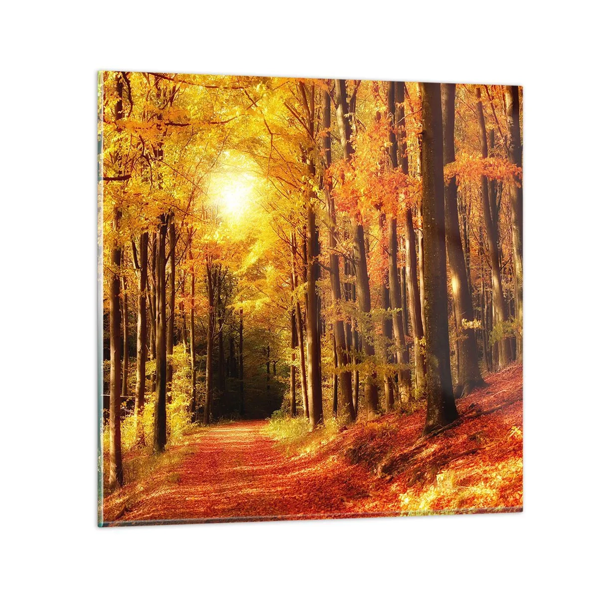 Cuadro sobre vidrio - Impresiones sobre Vidrio - Un otoño dorado en una carretera forestal - 70x70 cm