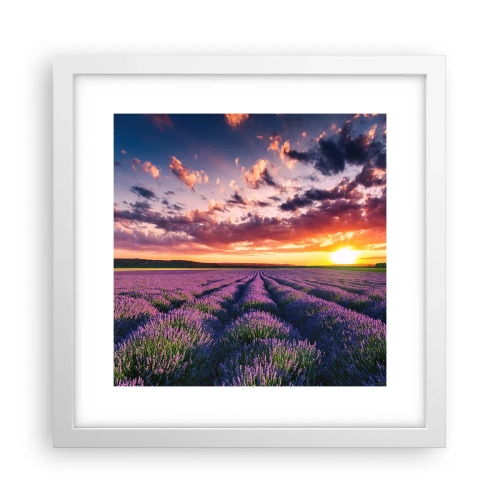 Póster en marco blanco - El mundo de la lavanda - 30x30 cm