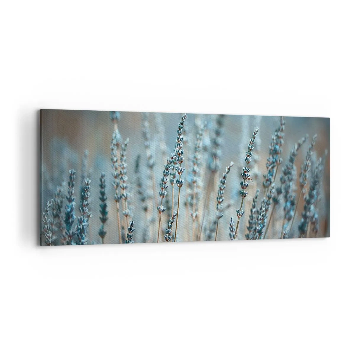 Cuadro sobre lienzo - Impresión de Imagen - Lavanda en el campo en sutiles tonos pastel. - 120x50cm - Fragante pasto - Decoración de pared moderna para salón y dormitorio ARTTOR