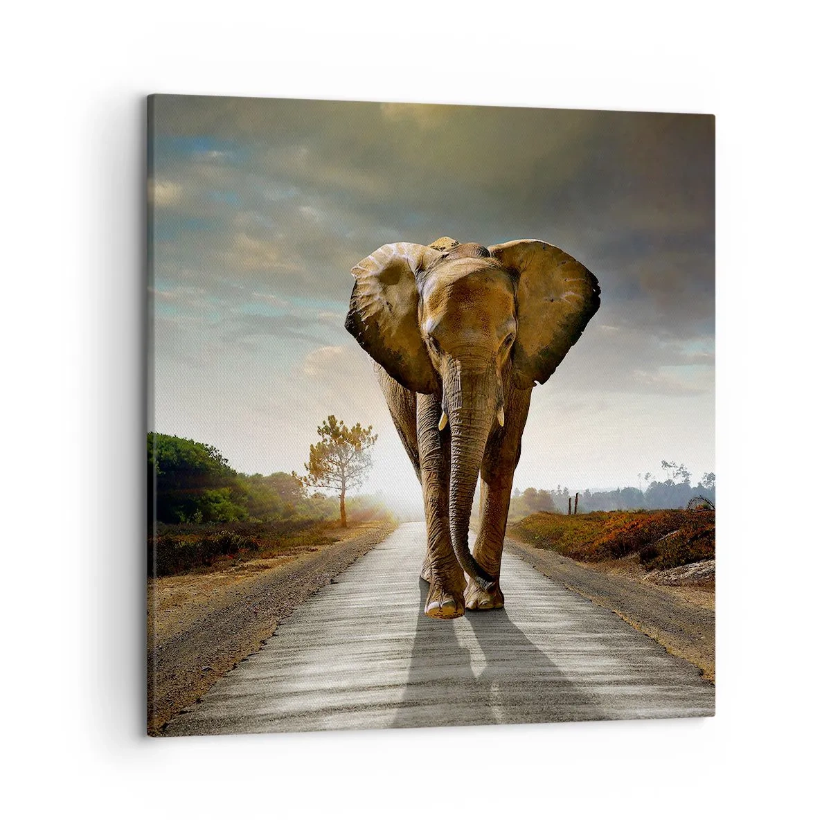 Cuadro sobre lienzo - Impresión de Imagen - Y para nada en un almacén de porcelana - 50x50 cm