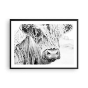 Póster en marco negro - Retrato de una vaca escocesa en blanco y negro - 70x50cm - La naturaleza escocesa - Decoración de pared moderna para salón y dormitorio ARTTOR