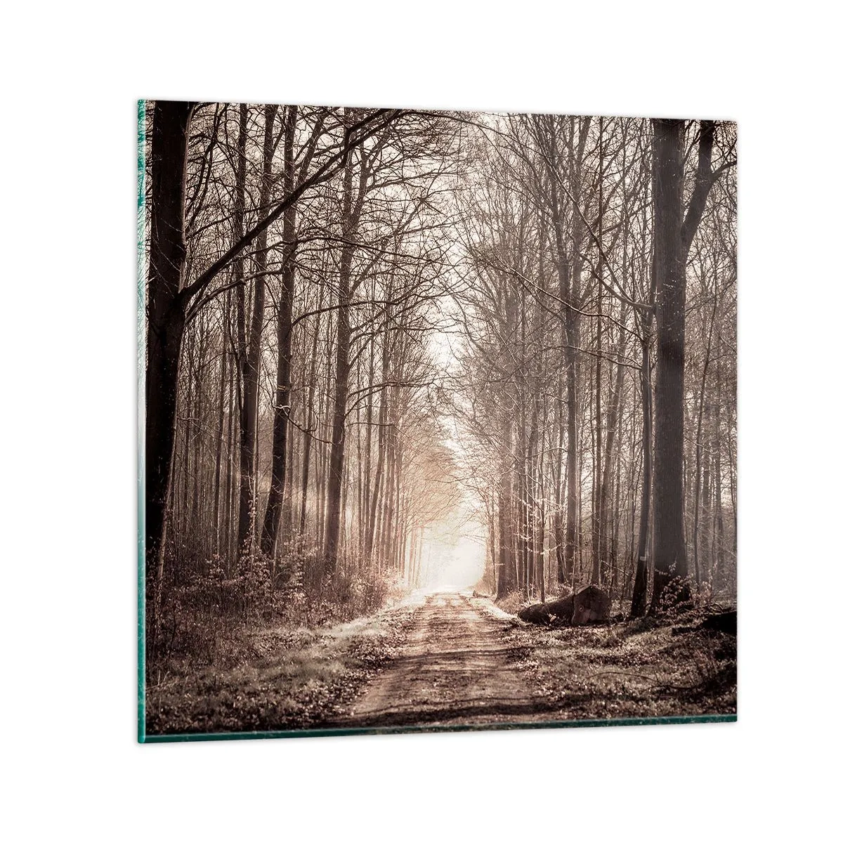 Cuadro sobre vidrio - Impresiones sobre Vidrio - La catedral del bosque - 70x70 cm