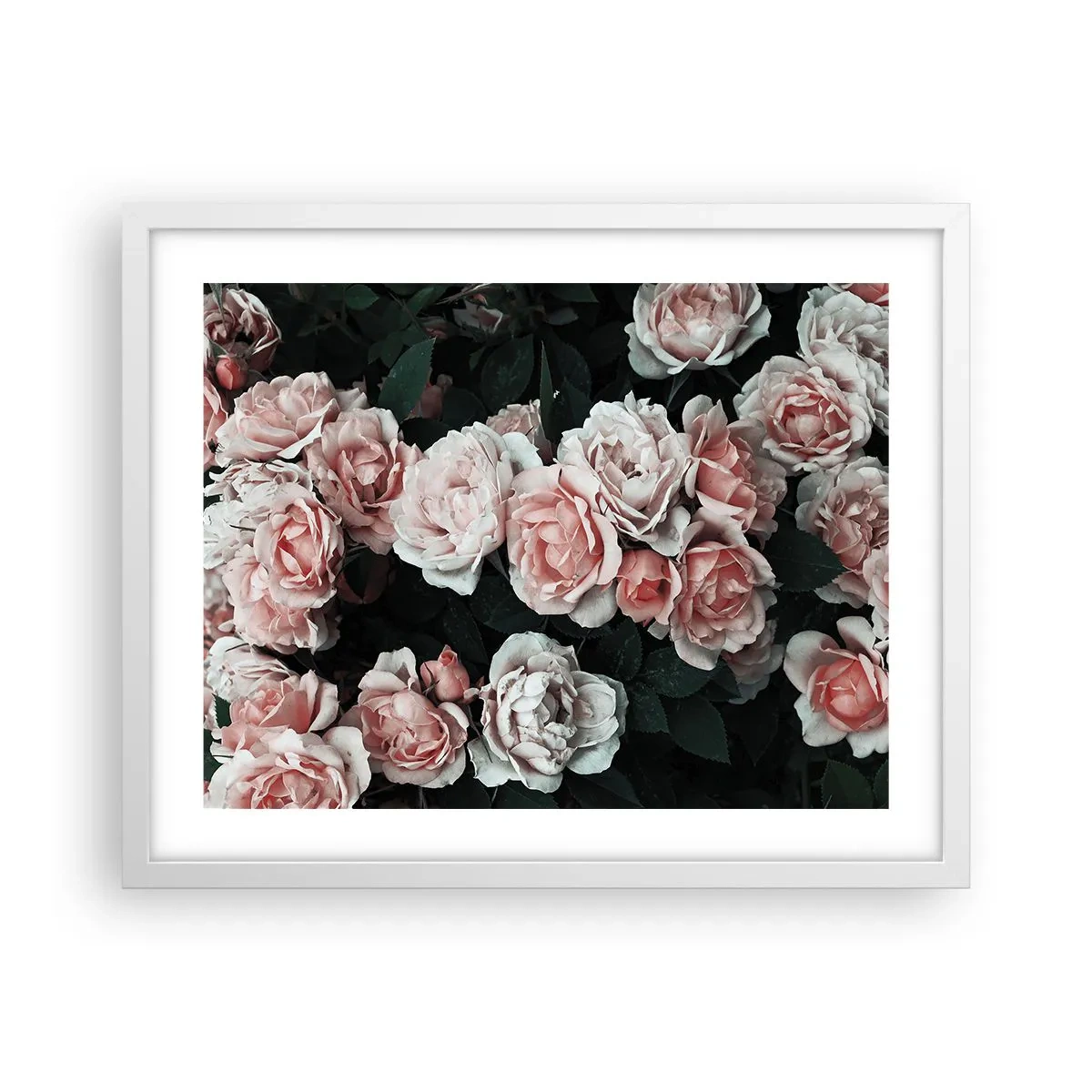 Póster en marco blanco - Conjunto de rosas - 50x40 cm