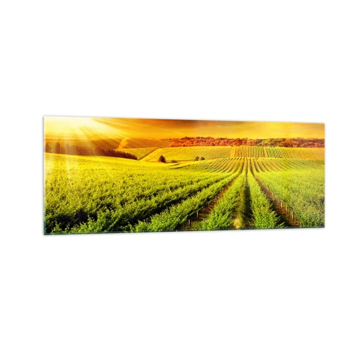 Cuadro sobre vidrio - Impresiones sobre Vidrio - Viñedos dorados iluminados por los rayos del sol. - 140x50cm - Bajo el sol de Australia - Decoración de pared moderna para salón y dormitorio ARTTOR