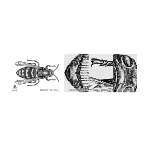 Muestra de fotomural Premium Canvas - Desde un planeta de insectos - Avispa, Insecto, minimalista - 100x30 cm