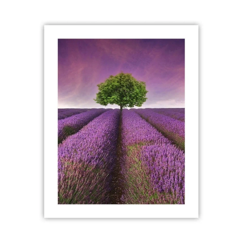 Póster - En los campos de lavanda - 40x50 cm