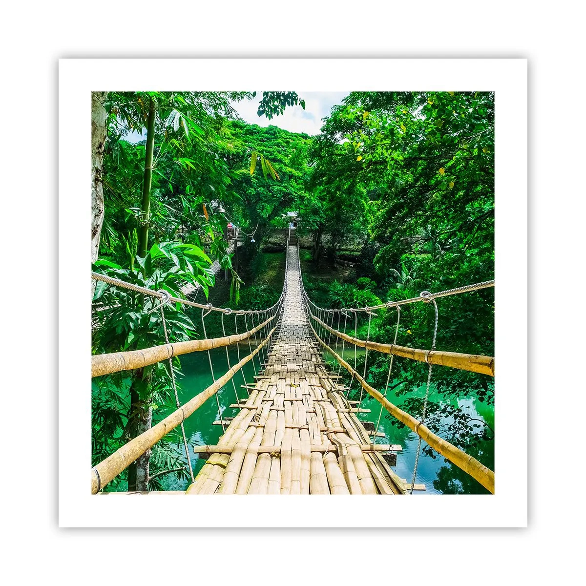 Póster - Puente colgante sobre la vegetación - 50x50 cm