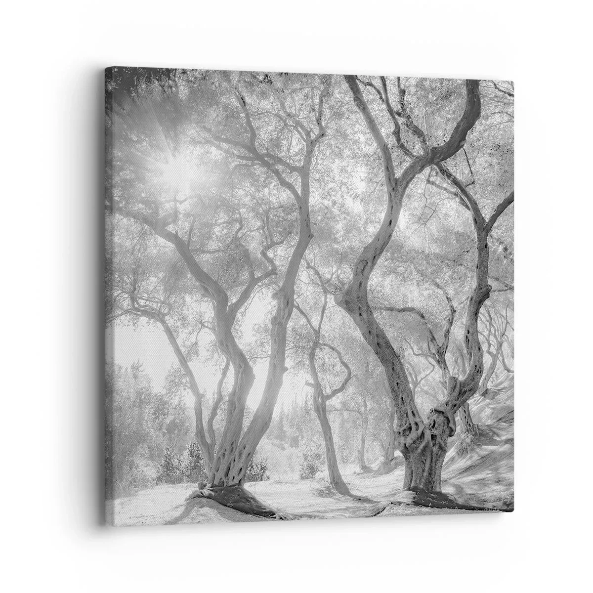 Cuadro sobre lienzo - Impresión de Imagen - En un olivar - 30x30 cm