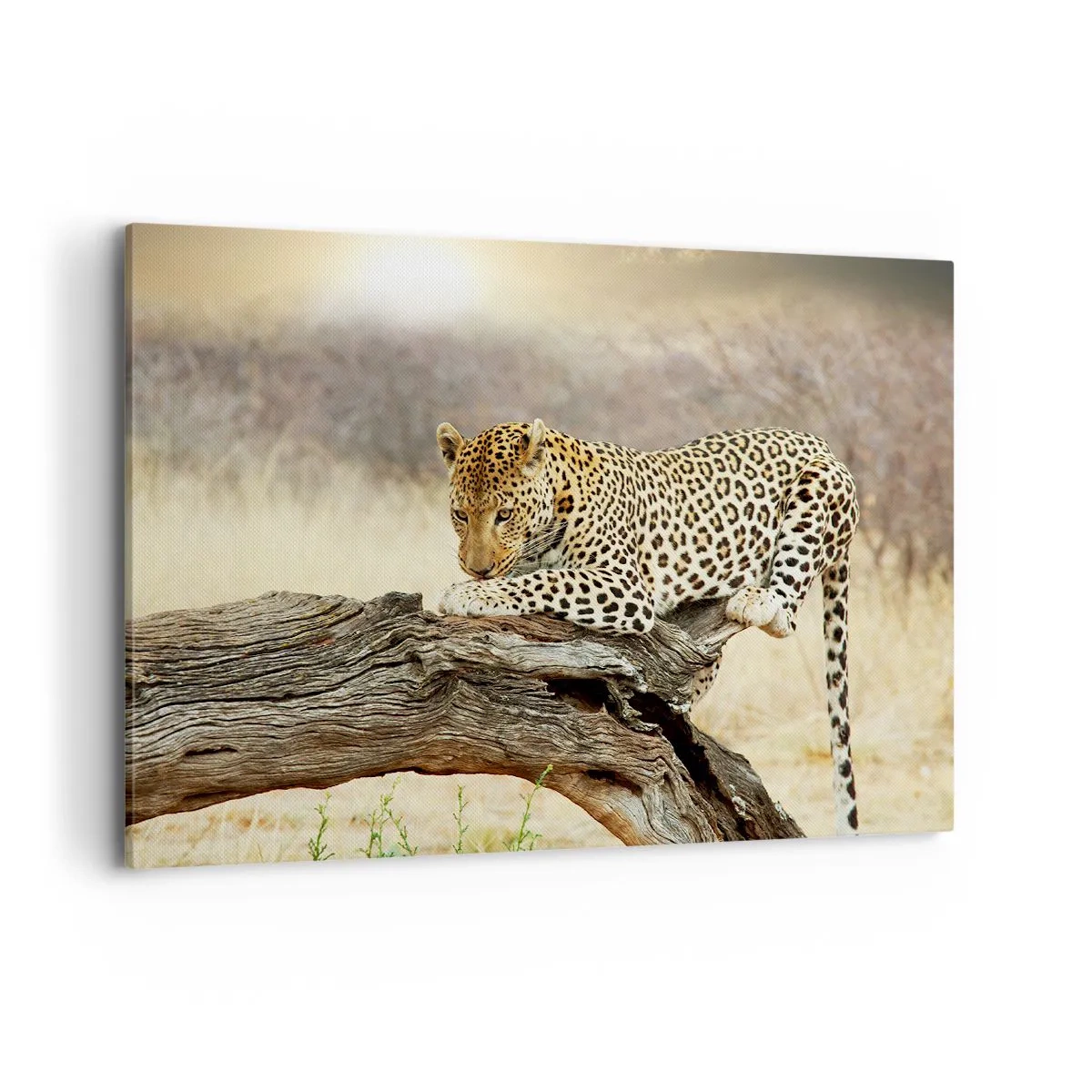 Cuadro sobre lienzo - Impresión de Imagen - Un leopardo descansando en el tronco de un árbol en la sabana. - 100x70cm - Voy por mi cuenta - Decoración de pared moderna para salón y dormitorio ARTTOR