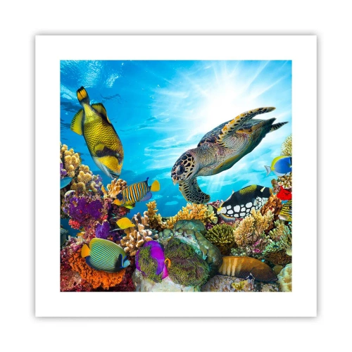 Póster - Paseo del coral - 40x40 cm