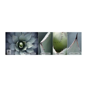 Muestra de fotomural Premium Canvas - Perfección natural - flor de agave, Agave, Exotismo - 100x30 cm
