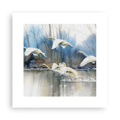 Póster - Como en un cuento de cisnes salvajes - 30x30 cm