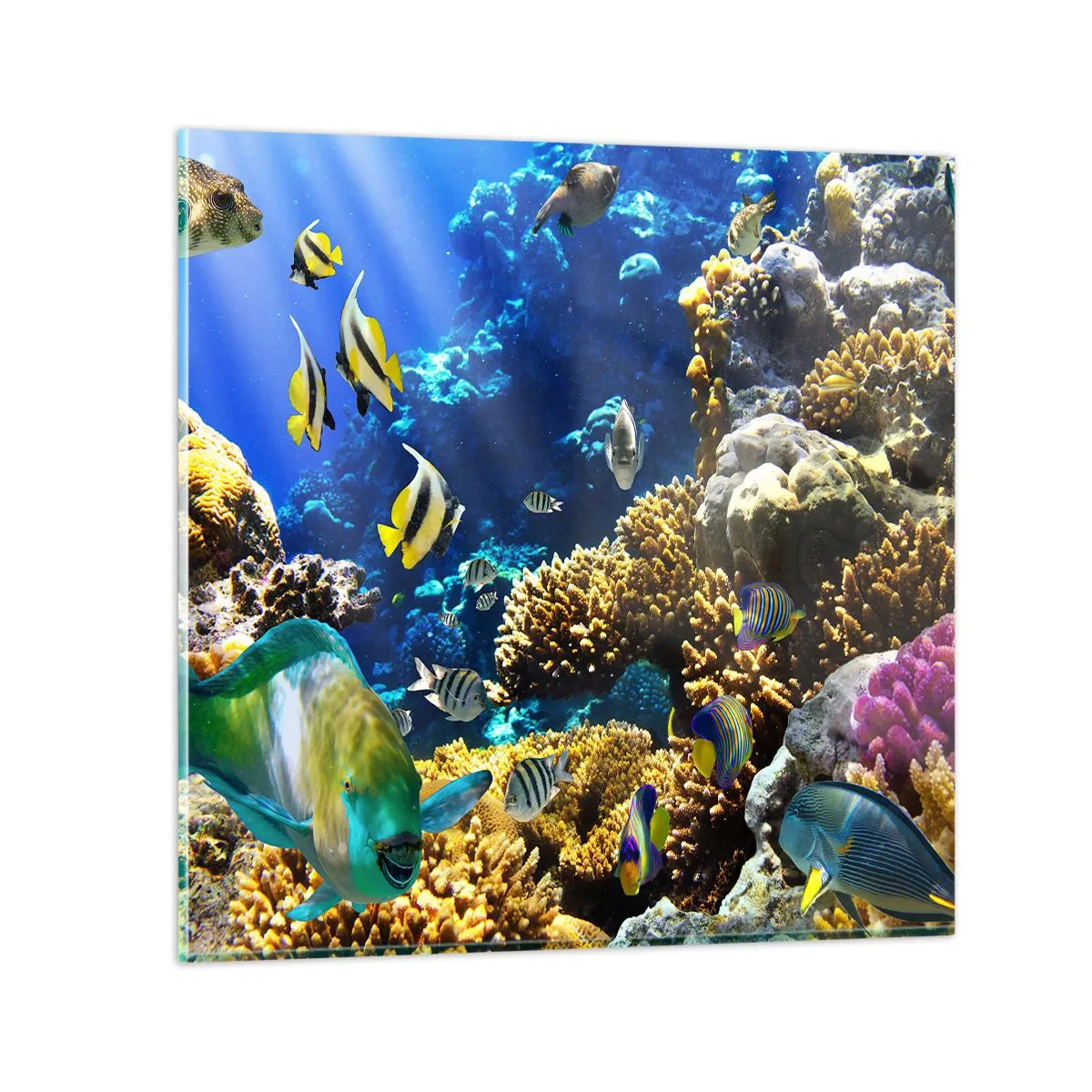 Cuadro sobre vidrio - Impresiones sobre Vidrio - Vacaciones submarinas - 60x60 cm