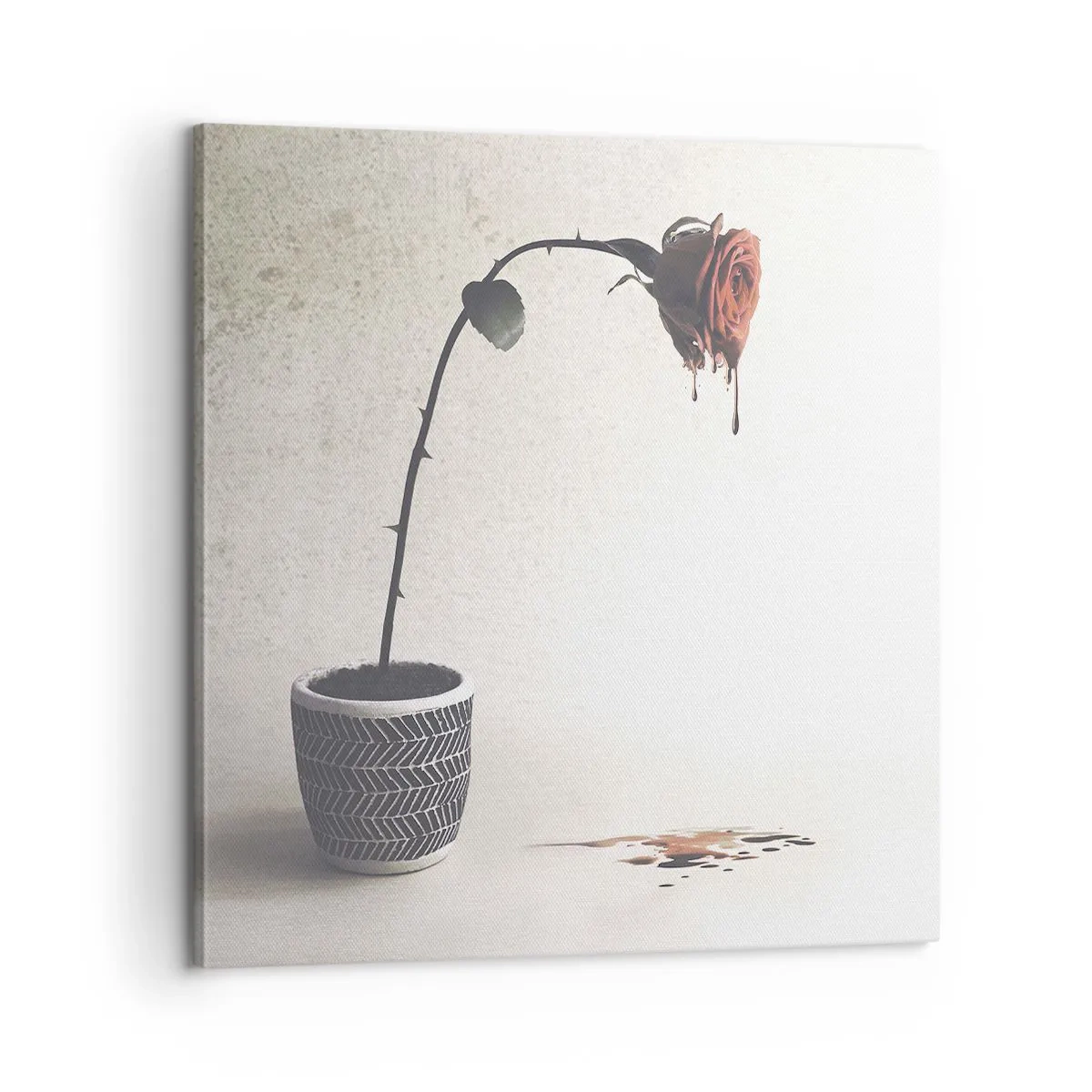 Cuadro sobre lienzo - Impresión de Imagen - Rosa dolorosa - 60x60 cm