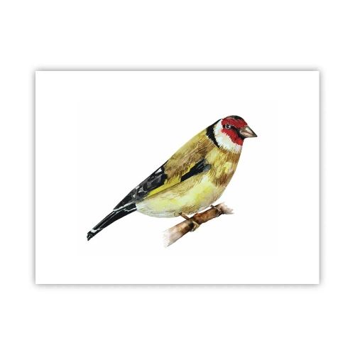 Póster - Retrato de pájaro - 40x30 cm