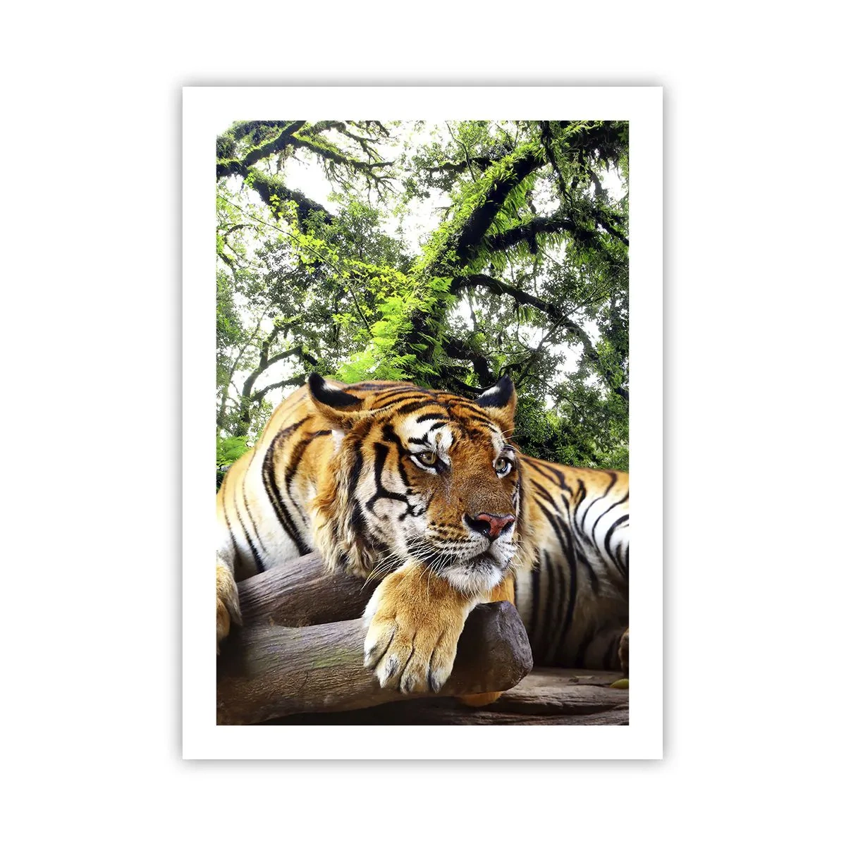 Póster - Un tigre descansando entre los árboles verdes. - 50x70cm - Atentamente - Decoración de pared moderna para salón y dormitorio ARTTOR