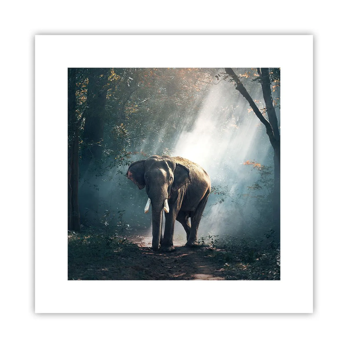 Póster - Un paseo tranquilo - 30x30 cm