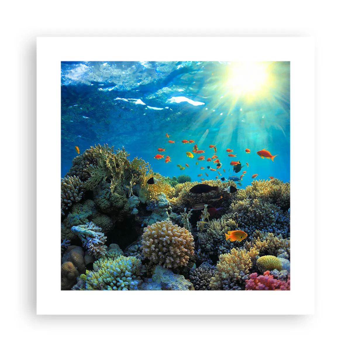 Póster - Tesoros submarinos - 40x40 cm