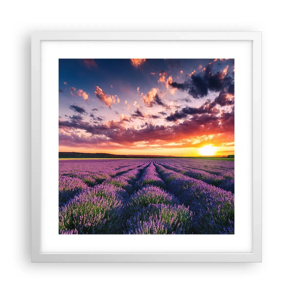 Póster en marco blanco - El mundo de la lavanda - 40x40 cm