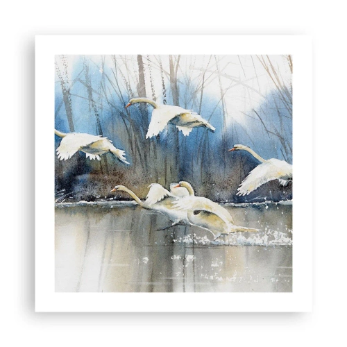 Póster - Como en un cuento de cisnes salvajes - 50x50 cm