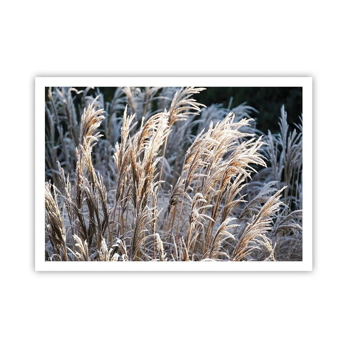 Póster - Hojas de hierba invernales cubiertas de escarcha sobre un fondo verde oscuro - 100x70cm - Campos y campos - Decoración de pared moderna para salón y dormitorio ARTTOR