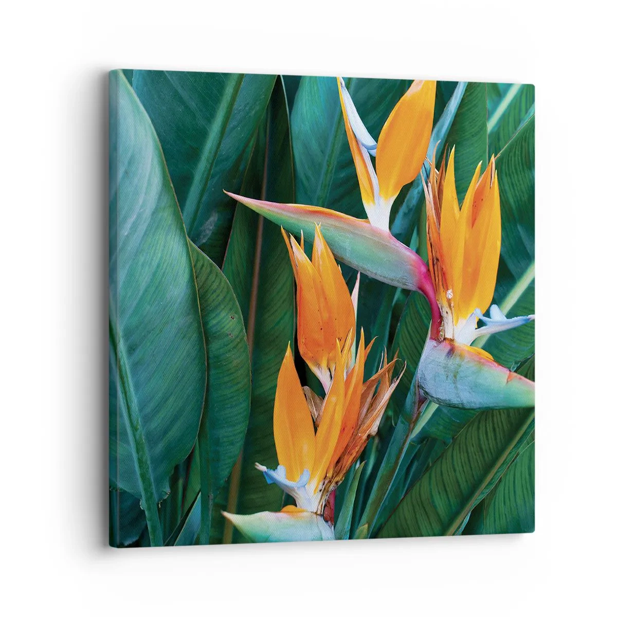 Cuadro sobre lienzo - Impresión de Imagen - ¿Es una flor o es un pájaro? - 30x30 cm