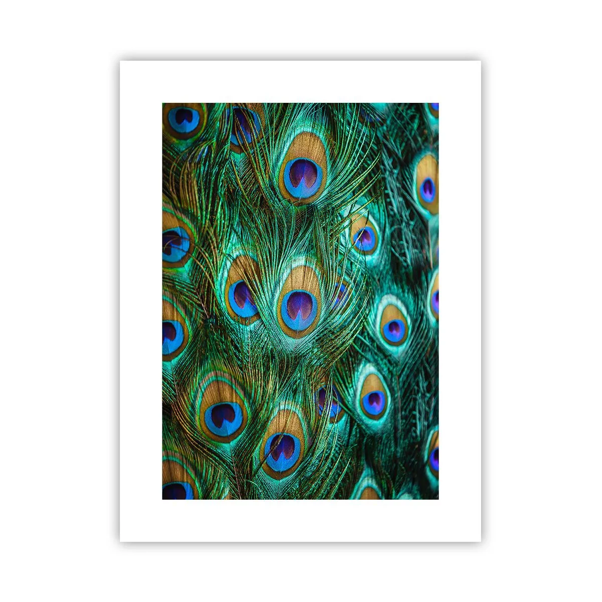 Póster - Mirada de pavo real - 30x40 cm