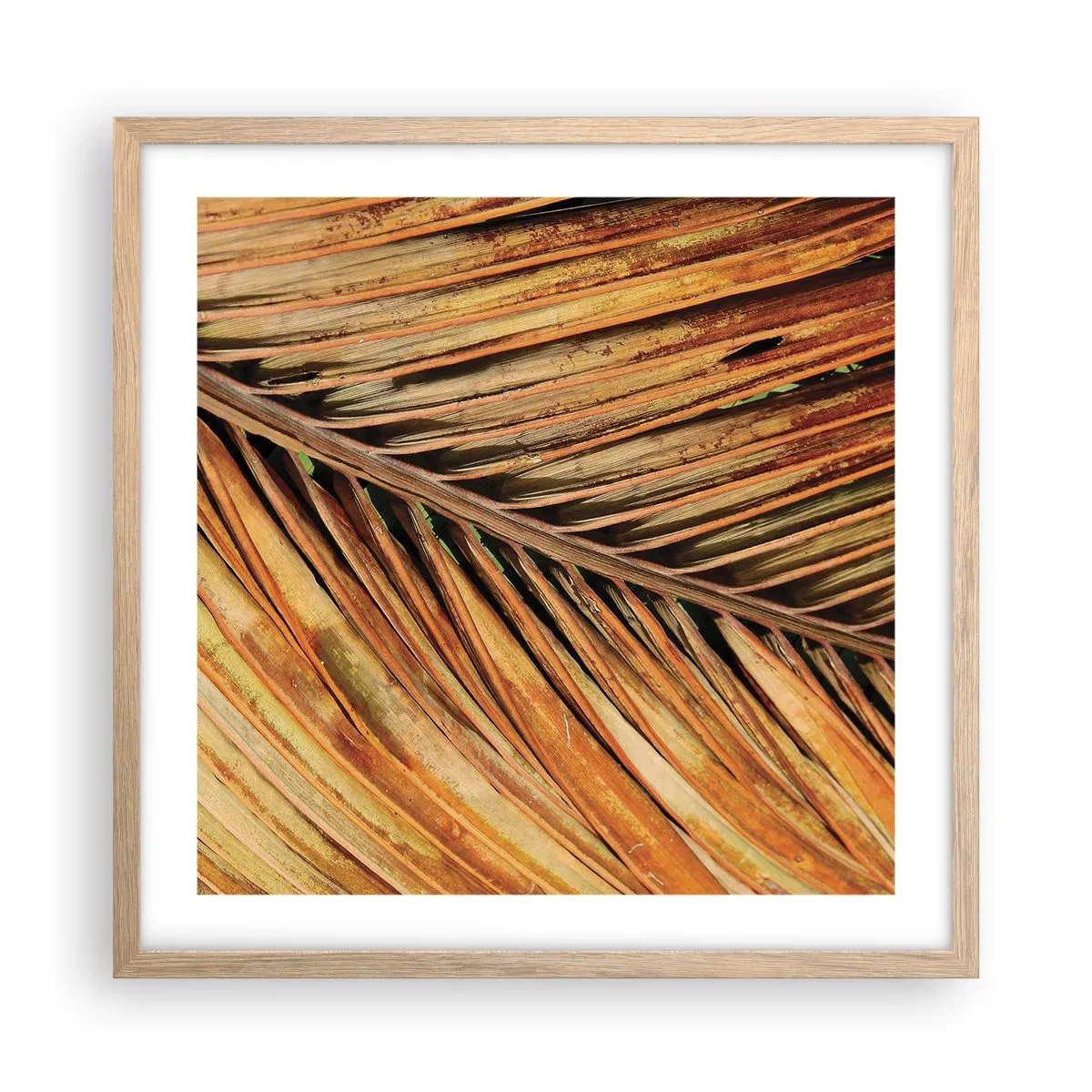 Póster en marco roble claro - Oro de coco - 50x50 cm