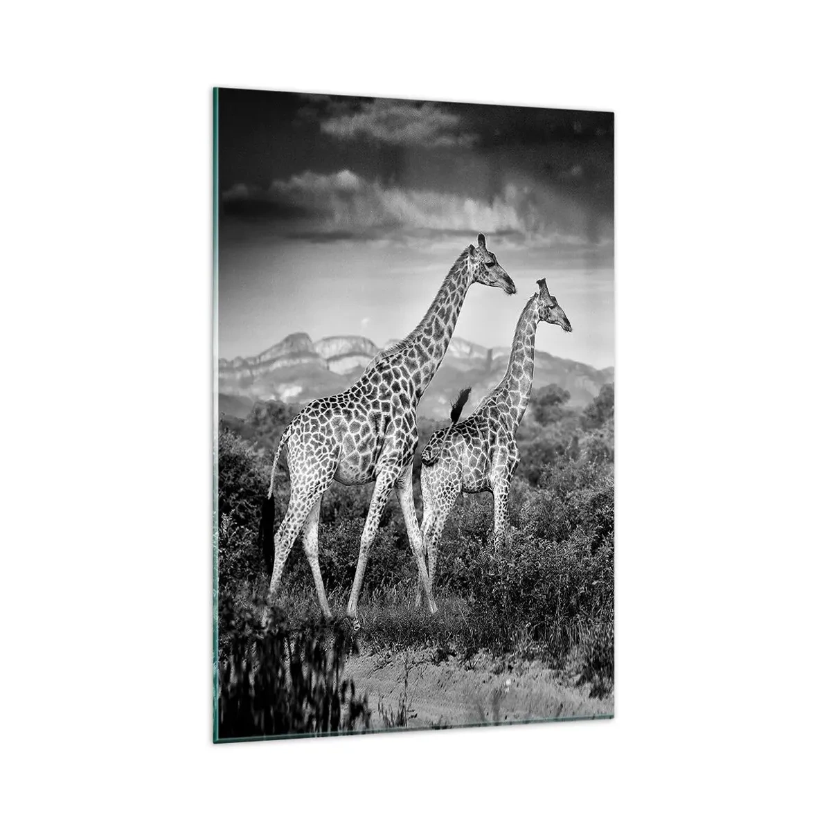 Cuadro sobre vidrio - Impresiones sobre Vidrio - Siluetas en blanco y negro de dos jirafas en la sabana. - 80x120cm - La clase alta de África - Decoración de pared moderna para salón y dormitorio ARTTOR
