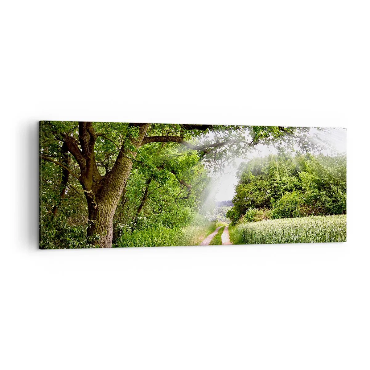 Cuadro sobre lienzo - Impresión de Imagen - Un camino de tierra entre árboles verdes y luz solar. - 140x50cm - Ensueño - Decoración de pared moderna para salón y dormitorio ARTTOR